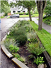 Rain garden by the street curb