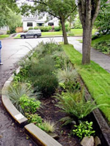 Rain garden by the street curb