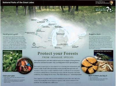 Protect Your Forests From Invasive Species