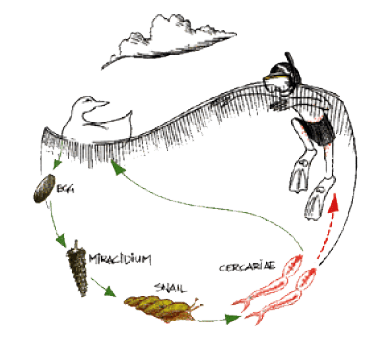 Swimmer's itch life cycle